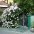 Sobe u Herceg Novom-Lela, Privatunterkunft im Ort Herceg Novi, Montenegro