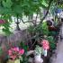 Apartmani i sobe Igalo, Privatunterkunft im Ort Igalo, Montenegro - Dvorište / Yard