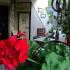 Apartmani i sobe Igalo, Privatunterkunft im Ort Igalo, Montenegro - Dvorište / Yard