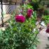 Apartmani Maslovar, private accommodation in city Tivat, Montenegro