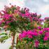 Sofi Apaartments, private accommodation in city Pefkohori, Greece