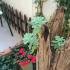Apartmani i sobe Igalo, Privatunterkunft im Ort Igalo, Montenegro - Dvorište / Yard