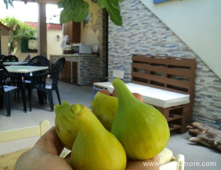 Dvorište / Yard