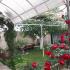 Apartmani Durakovic, , private accommodation in city Bar, Montenegro