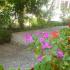   Apartments &amp; rooms Igalo (Herceg Novi) Montenegro, private accommodation in city Igalo, Montenegro - j