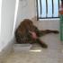 Vila Oleandar, Privatunterkunft im Ort Split, Kroatien